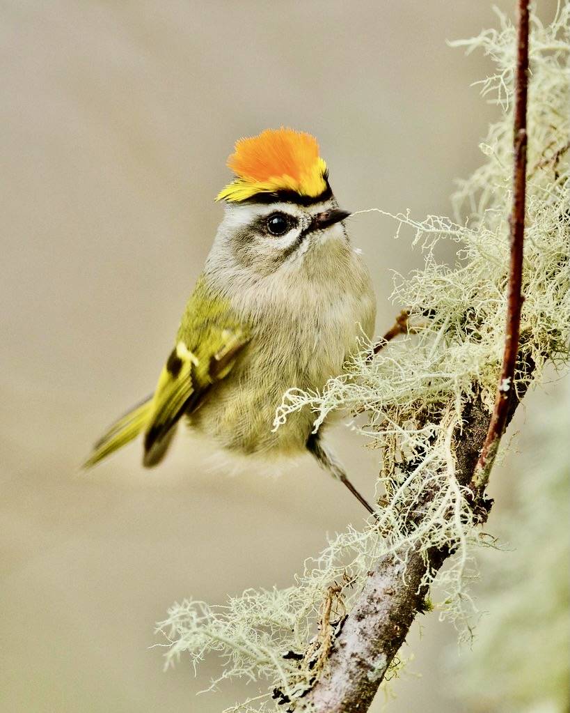Male Golden-crowned Kinglet (Regulus satrapa) by Jacob McGinnis is licensed under CC BY-NC 2.0